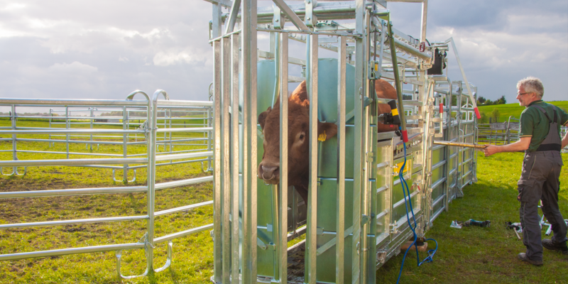 Panels, Livestock Handling Equipment