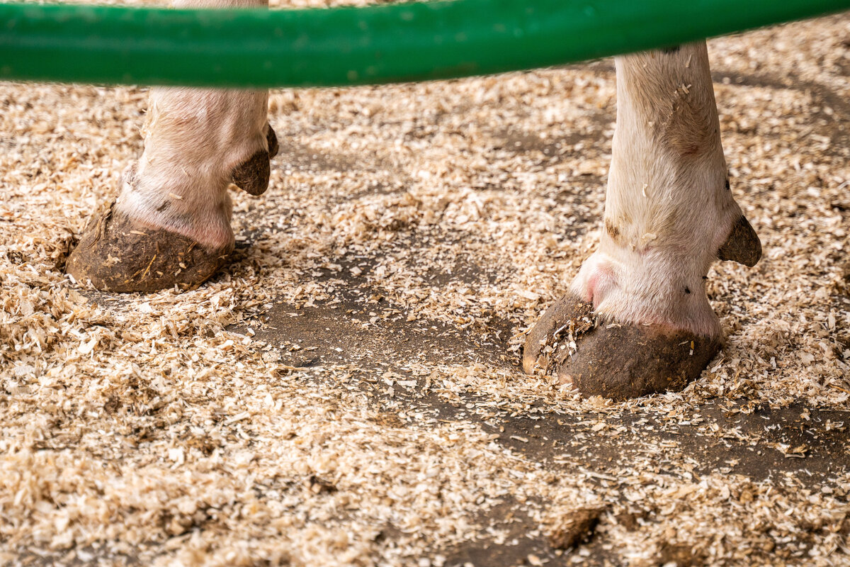 Matelas à vaches en latex Profondeur de la logette 1,60 m au mètre, livré en rouleau