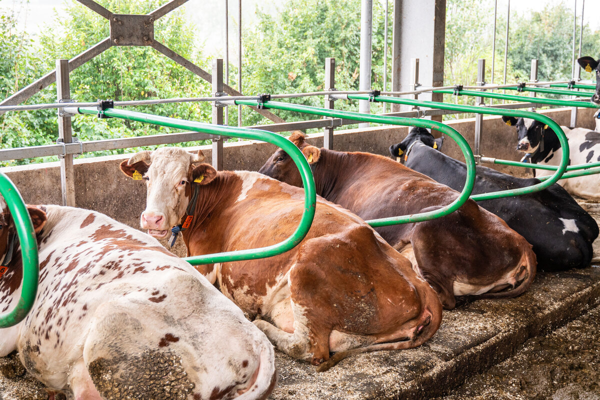 Matelas à vaches en latex Profondeur de la logette 1,60 m au mètre, livré en rouleau