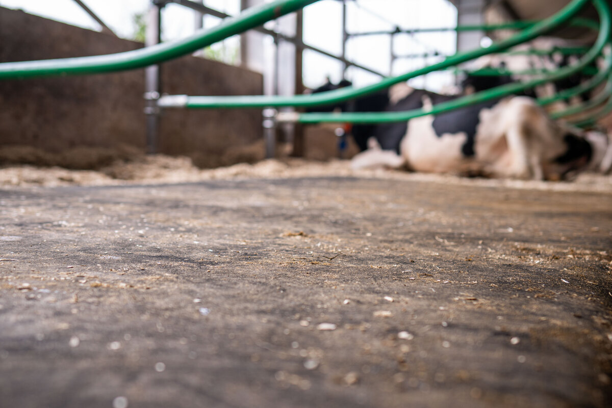 Matelas à vaches en latex Profondeur de la logette 1,60 m au mètre, livré en rouleau