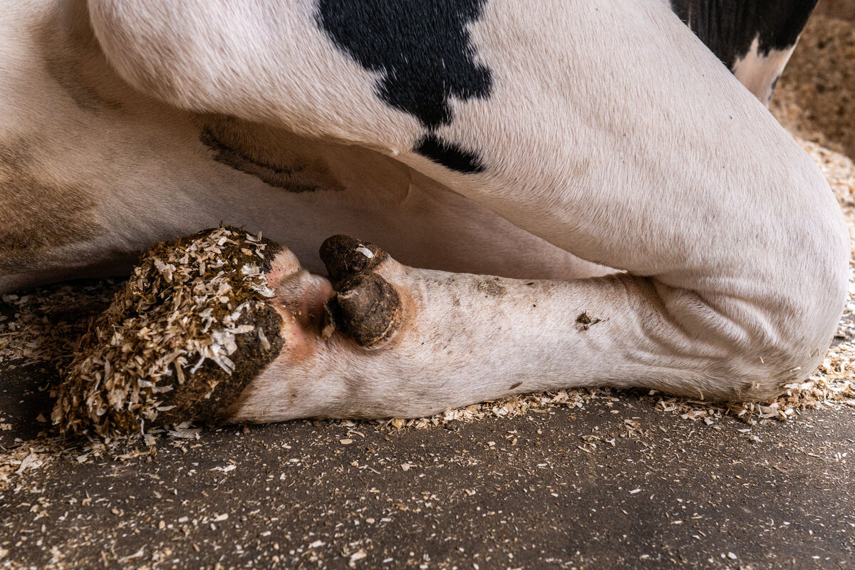 Matelas à vaches en latex Profondeur de la logette 1,80 m , au mètre, livré en rouleau