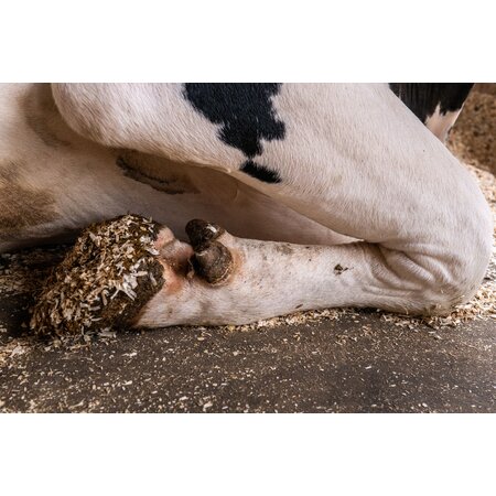 Matelas à vaches en latex Profondeur de la logette 1,80 m , au mètre, livré en rouleau