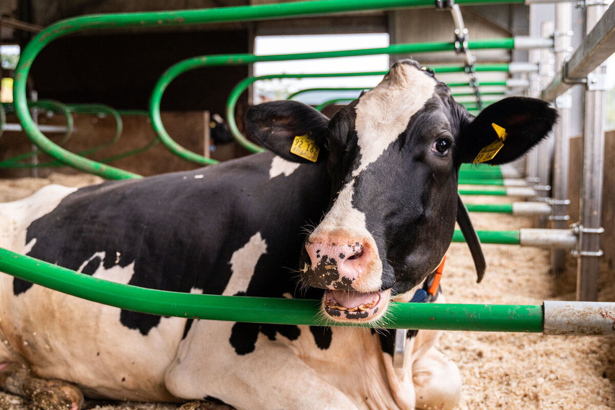 Matelas à vaches en latex Profondeur de la logette 1,80 m , au mètre, livré en rouleau